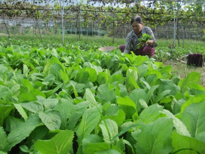 Farm zone in Đà Nẵng City goes green for safe vegetables