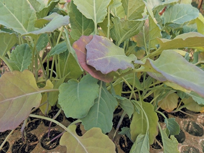 Hardening vegetable seedlings