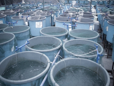 Investor urges aquaculture to align with the food revolution
