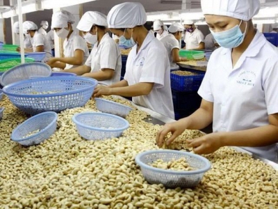 Vietnams cashew nut exports to China surge in nine months