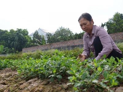 Sản xuất cây dược liệu ổn định đầu ra