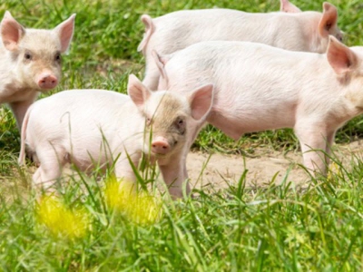 Grease, copper additives may boost heat-stressed pigs performance