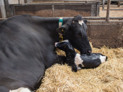 Benefits seen in use of spray-dried plasma in diets of lactating cows