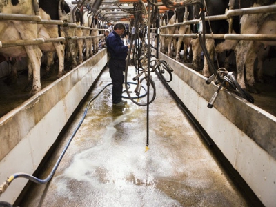 US dairy sector concentrates to lower feed, production costs, expand exports