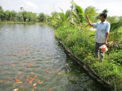 Phát triển kinh tế nhờ nuôi cá nước ngọt