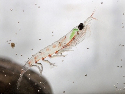 Krill meal ranked top in study assessing growth enhancers in shrimp