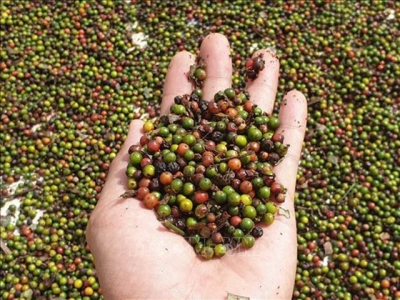 Firms cautioned when exporting pepper to Myanmar