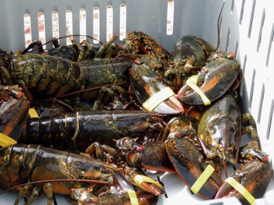 Price of commercial lobster increases by 200-300 thousand VND per kilogram