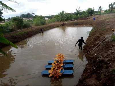 Overflowing with opportunity: Ghanas wastewater catfish farms