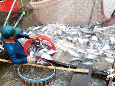 Hậu Giang applies IT for seafood traceability