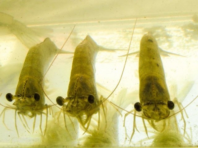 Biofloc systems, tilapia byproduct may support cheaper shrimp production