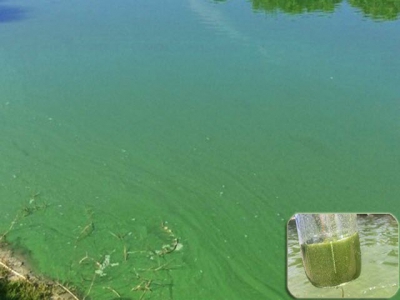 Giải pháp kiểm soát tảo lam trong ao nuôi thương phẩm
