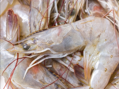 The case against eyestalk ablation in shrimp aquaculture