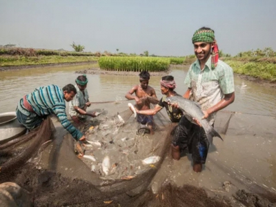 Blockchain set for Bangladesh aquaculture launch