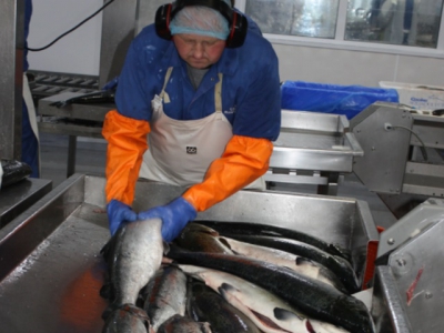 How much farmed seafood is destined for landfill?