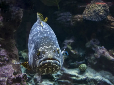 Why hybrid grouper could catch on with Vietnams fish farmers