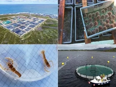 An €8 million incentive for integrated multi-trophic aquaculture