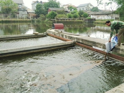 Hà Nam applies the in-pond raceway of freshwater farming