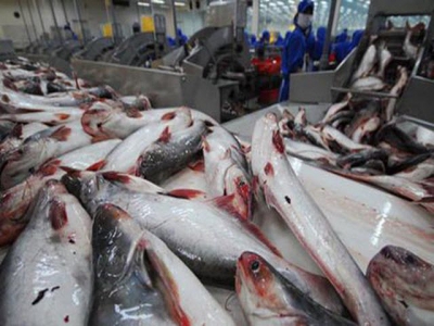 In July, exports of pangasius to the US slightly increased