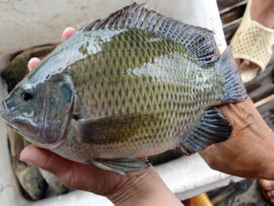 More opportunities for exporting tilapia