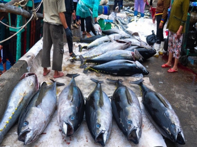 Tuna exports to EU skyrockets