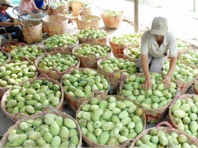Sản xuất trái cây sạch có đầu ra ổn định