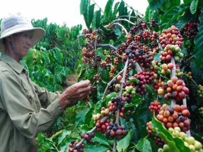 Asia Coffee-Vietnam domestic prices hit one-year high on tight supplies