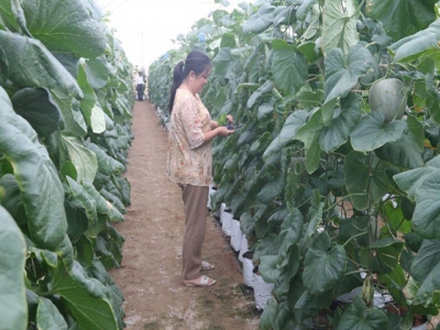 Concentrated farming areas bring higher incomes to Tiền Giang