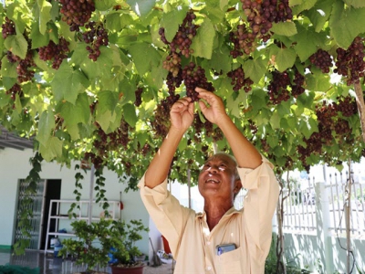 Ninh Thuận develops superior grape variety, commercial cultivation to start in 2021