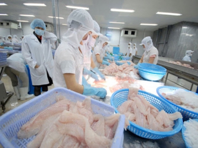 Pangasius exports to Singapore are positive