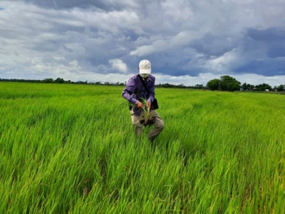 Campuchia sắp trình làng giống lúa mới đa mục tiêu