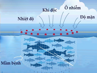 Tại sao biến đổi khí hậu gia tăng dịch bệnh trong nuôi trồng thủy sản biển?