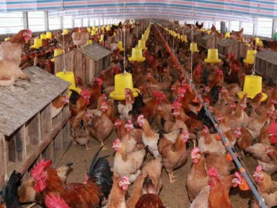 Vision to 2030 and certain aims of poultry husbandry sector