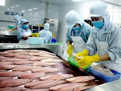 Basa fish industry in the Mekong Delta hit hard by social distancing