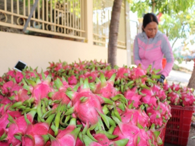 Dragon fruit importers encouraged to stay current on border trade situation