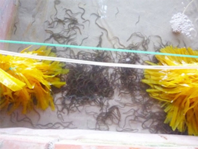 Kinh nghiệm sản xuất giống lươn đồng
