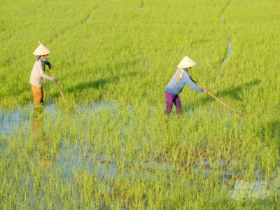 Concerns about the soaring costs of autumn-winter rice production