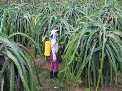 Management of pests on dragon fruits tightened