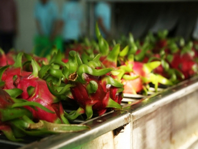 Dragon fruit with planting area code conquers the export markets