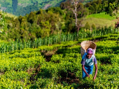 Nông nghiệp hữu cơ có thể thành cốt lõi mới của mối quan hệ EU-châu Phi