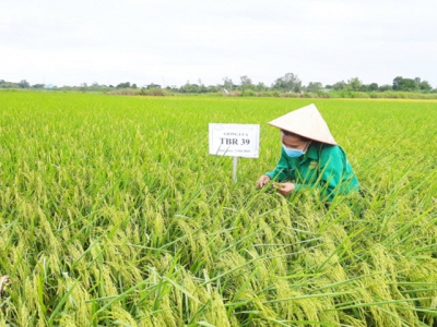 Doseco pioneers in breeding rice varieties adaptive to climate change