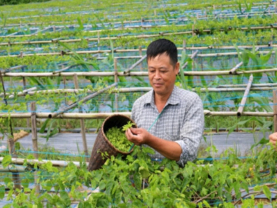 Highland farmers growing flowers for food