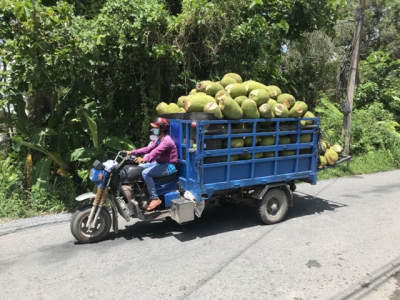 Advantages of Thai jackfruit trees in Mekong Delta