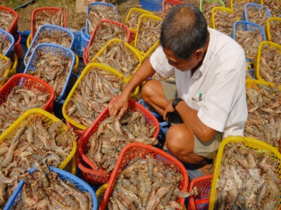 Soc Trang is the countrys largest seafood exporter