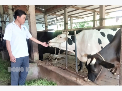 Duy trì nuôi bò sữa tạo bước phát triển kinh tế