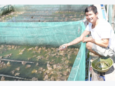 Nuôi ếch lồng cho hiệu quả kinh tế cao