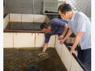 Nuôi lươn không bùn ở Bắc Ninh với quy mô đa dạng, hiệu quả rõ rệt