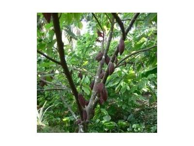 Mở Rộng Diện Tích Trồng Cacao Xen Trong Vườn Dừa
