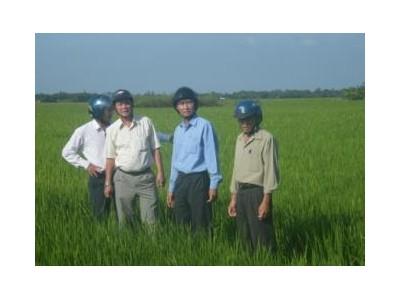 Mô Hình Sản Xuất Lúa Theo Hướng VietGAP: Hứa Hẹn Vụ Mùa Bội Thu