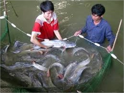 Kỹ Thuật Nuôi Cá Lăng Nha Thương Phẩm